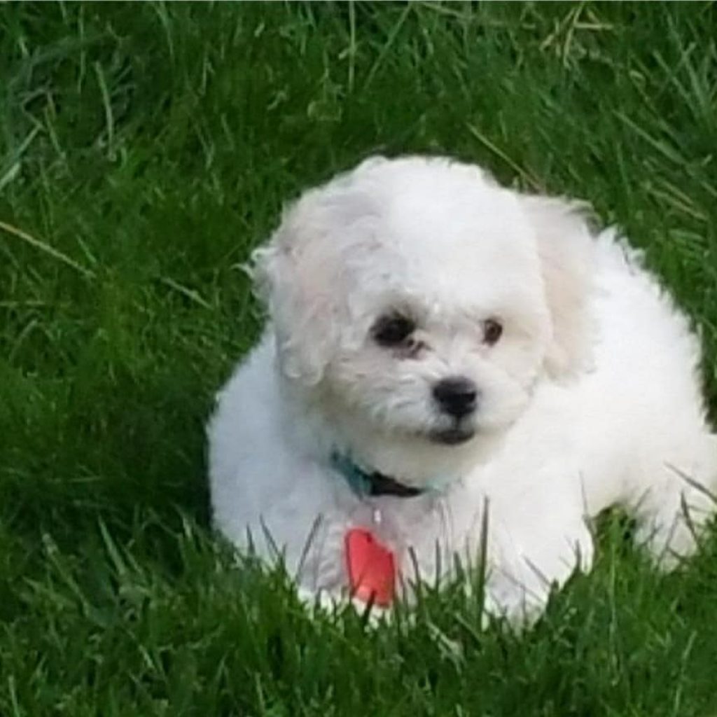 How Do Havapoos Behave When Left Alone?