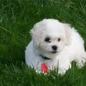 How Do Havapoos Behave When Left Alone?