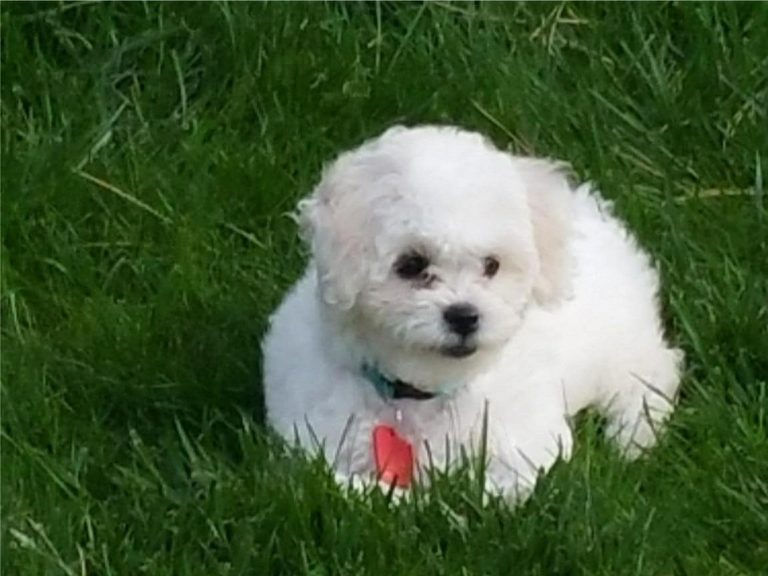 How Do Havapoos Behave When Left Alone?