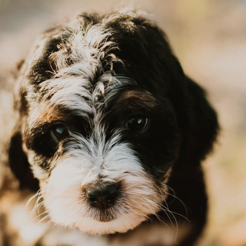 How Does Canine Intelligence Manifest in Different Dog Breeds?