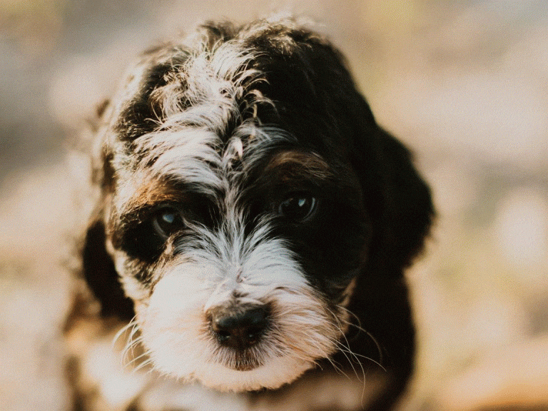 How does canine intelligence manifest