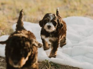 How Much Exercise Do Bernedoodles Need? A Complete Guide