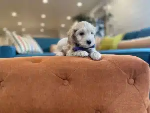 How Much Exercise Do Havapoos Need? A Guide to Keeping Your Pup Active ?