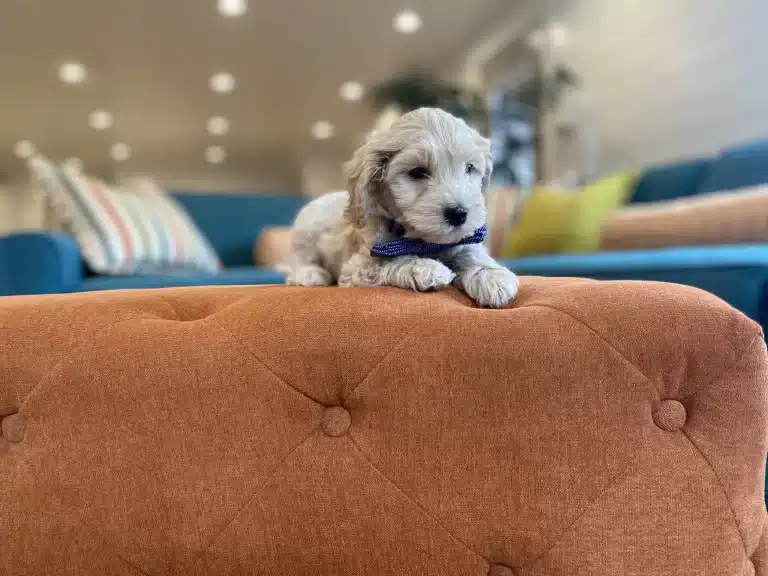 How Much Exercise Do Havapoos Need? A Guide to Keeping Your Pup Active ?