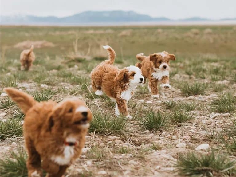 How much exercise to goldendoodles need