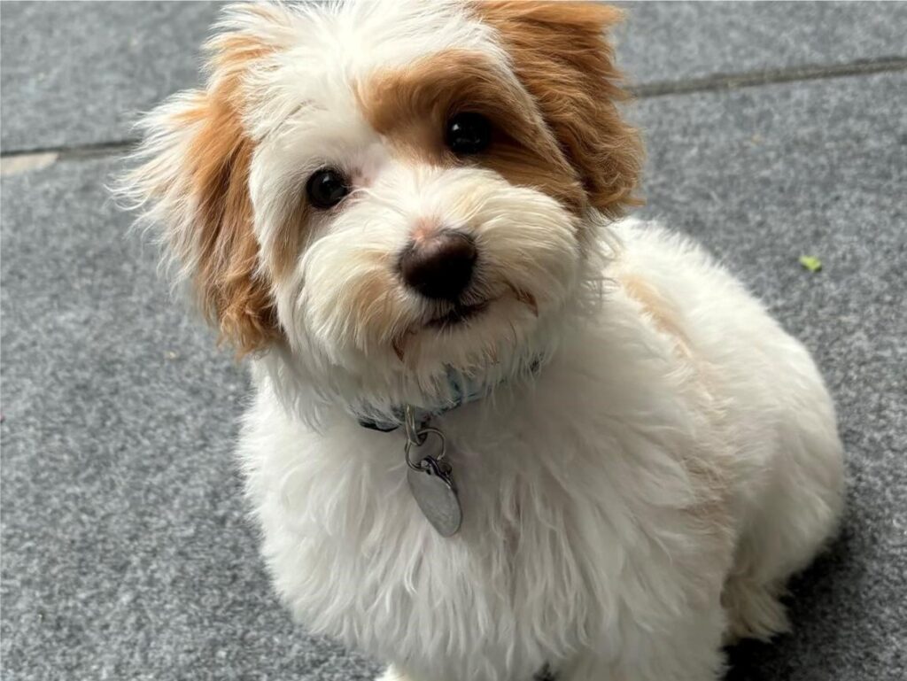 How Often Do Havapoos Need Grooming?