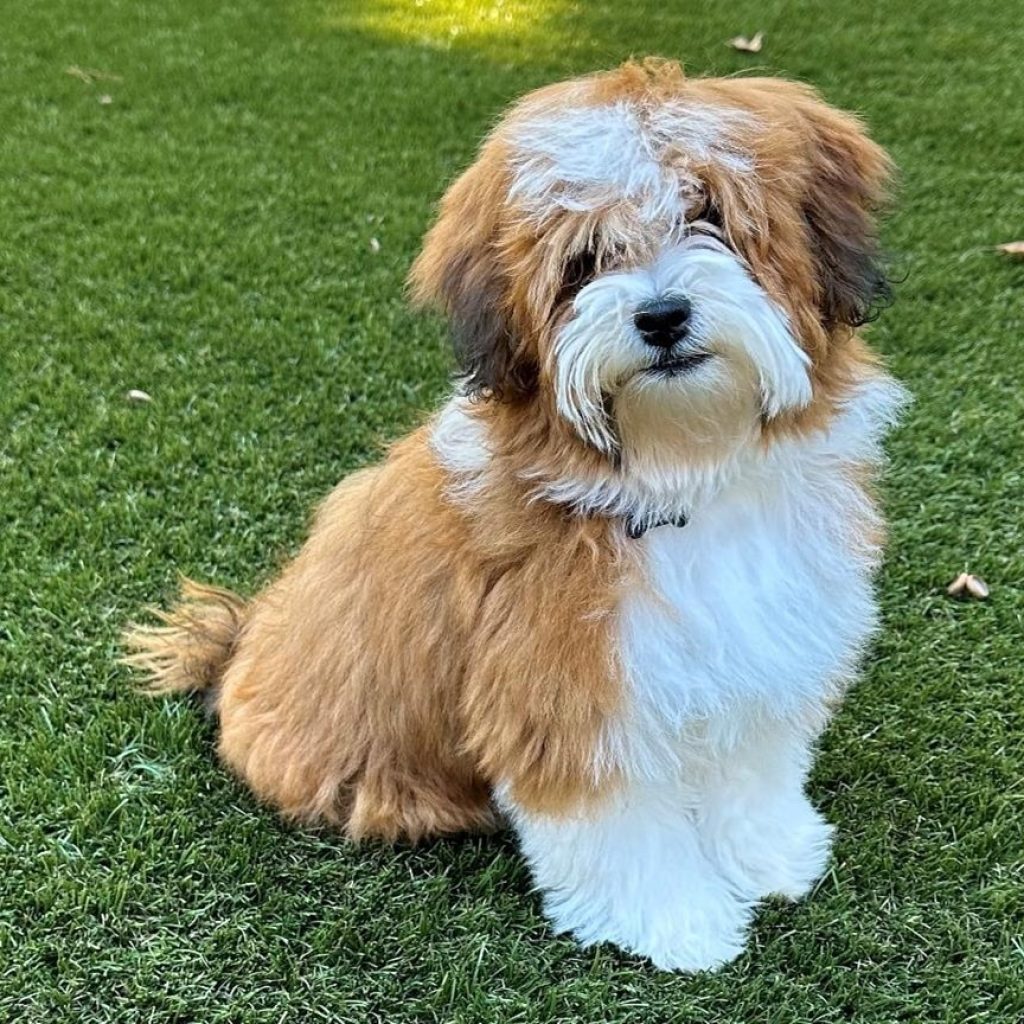 How Well Do Havapoos Adapt to Apartment Living? Perfect Pups for Small Spaces ?