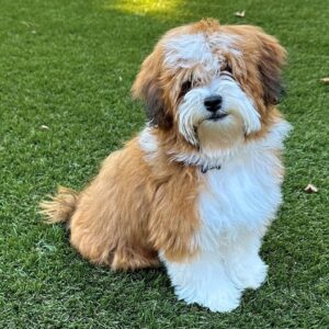 How Well Do Havapoos Adapt to Apartment Living? Perfect Pups for Small Spaces ?