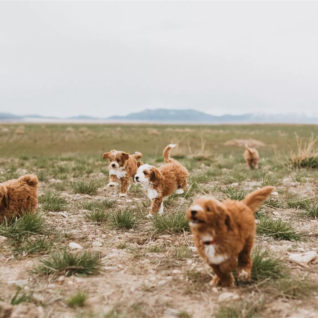 The Joys of Raising a Goldendoodle Puppy
