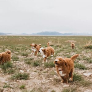 The Joys of Raising a Goldendoodle Puppy