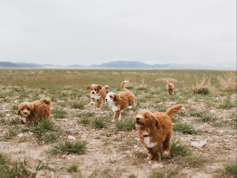 The Joys of Raising a Goldendoodle Puppy
