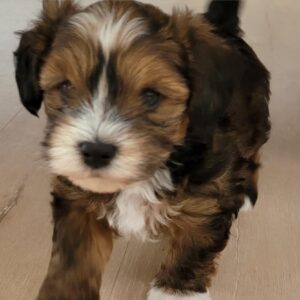 What Is the Average Lifespan of a Havapoo?