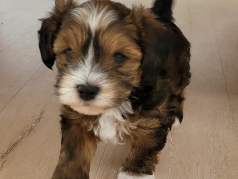 What Is the Average Lifespan of a Havapoo?