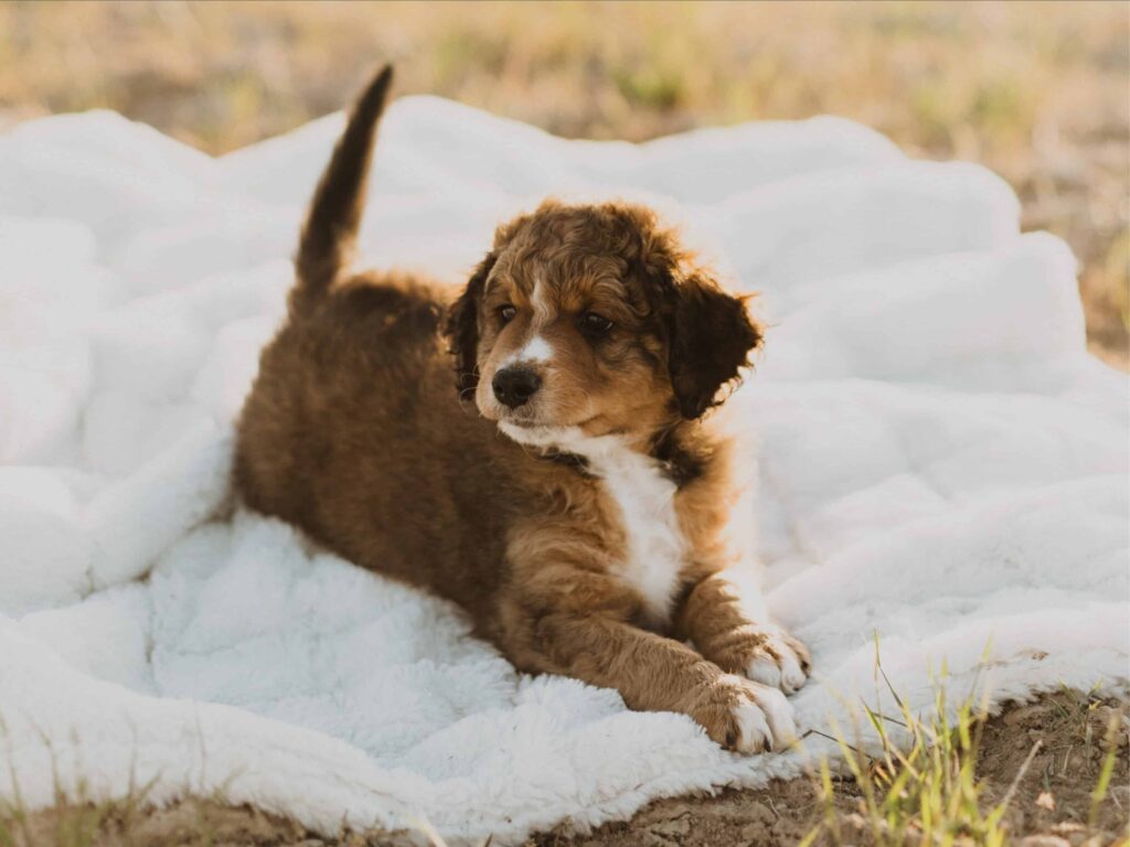 Managing High-Intensity Dog Personalities with Training and Exercise