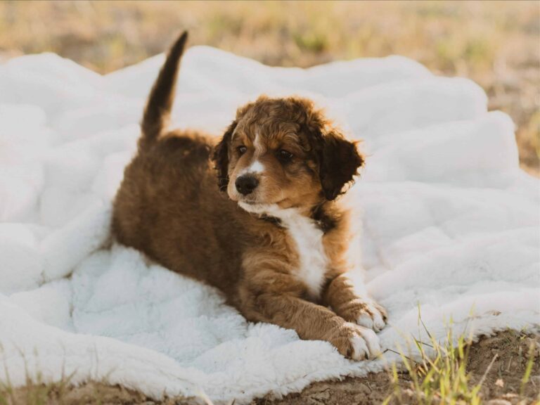 Managing High Energy Dogs