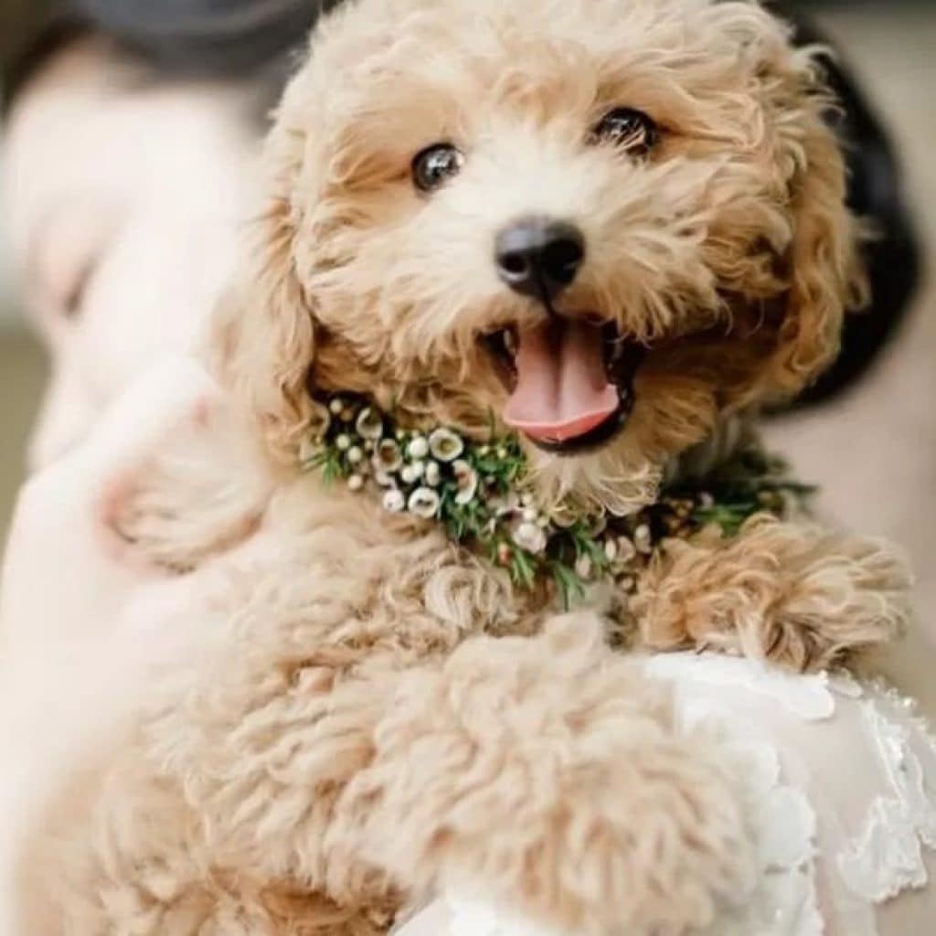 Mental Stimulation Activities for Intelligent Dogs: Keep Their Minds Sharp