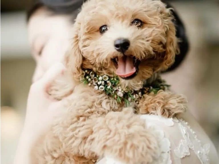 Mental Stimulation Actvities for Intelligent Dogs