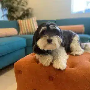 Characteristics & Origin of the Havanese Breed: A Charming Companion ?