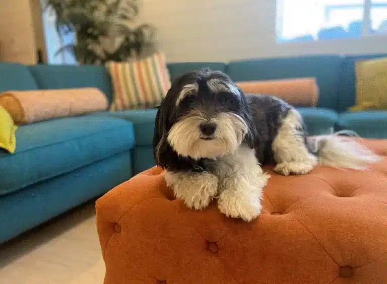 Characteristics & Origin of the Havanese Breed: A Charming Companion ?