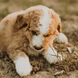 How to Raise a Dog to Be Friendly Toward Strangers: Tips for Socialization