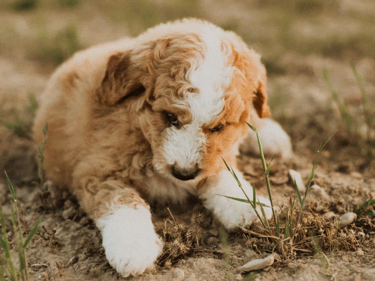 Raise dog friendly toward strangers