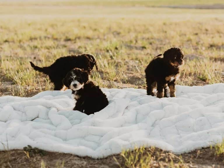 Raising a Bernedoodle Puppy: Tips for a Happy, Healthy Furry Friend ?