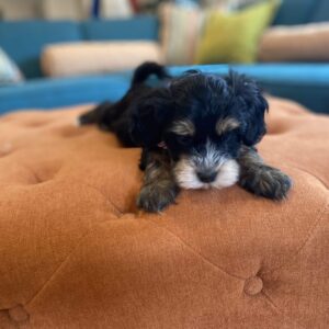 Are There Rescue Groups for Havapoos? Find Out How You Can Help a Havapoo in Need ?