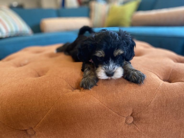 Rescue Groups for Havapoos