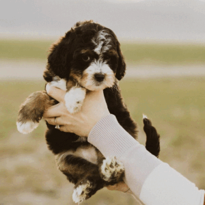 Why Researching Genetic Illnesses is Crucial Before Adopting a Dog