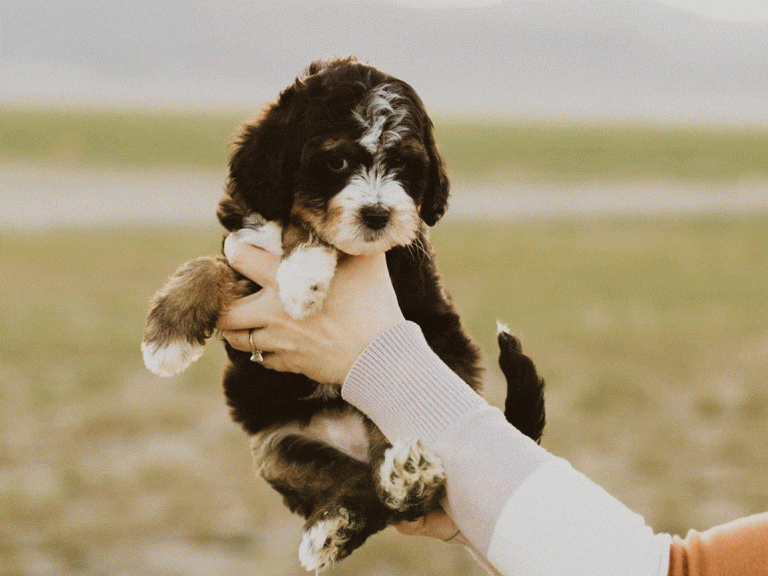 Research Genetic Illnesses before adopting a dog