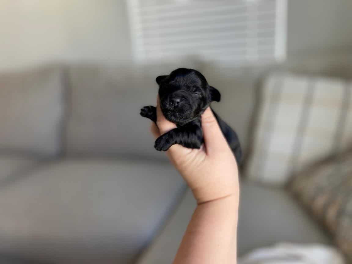 Rhysand Havapoo Puppy for Sale in florida (4)