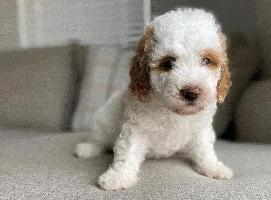 Star white and red tuxedo goldendoodle puppy for Sale