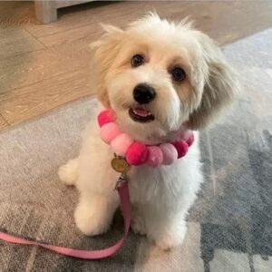 Trending Topics About Small Dog Breeds: What Pet Owners Are Buzzing About