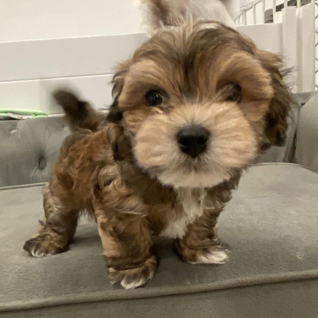 Are Havapoos Good Dogs For Novice Dog Owners?