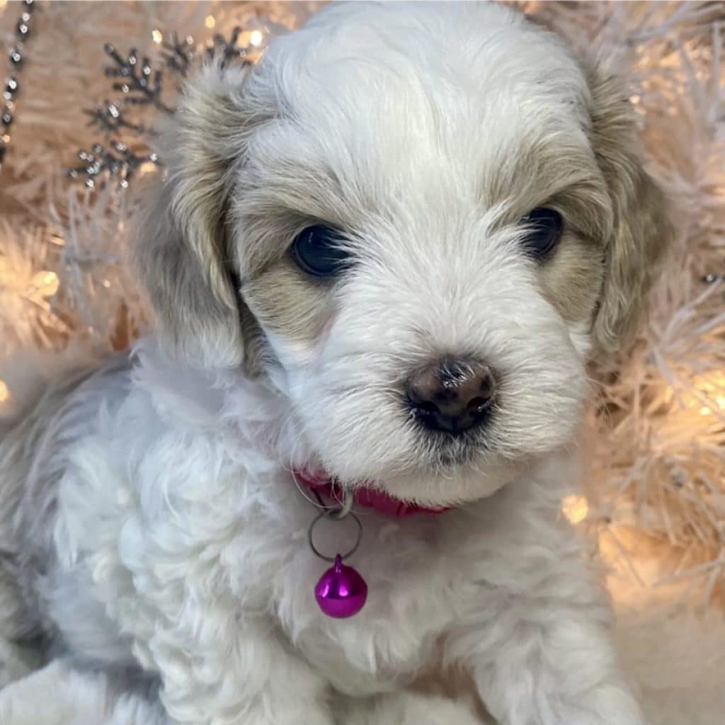 What is a Hava Tzu Poo?