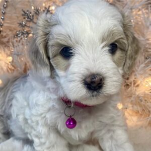 What is a Hava Tzu Poo?