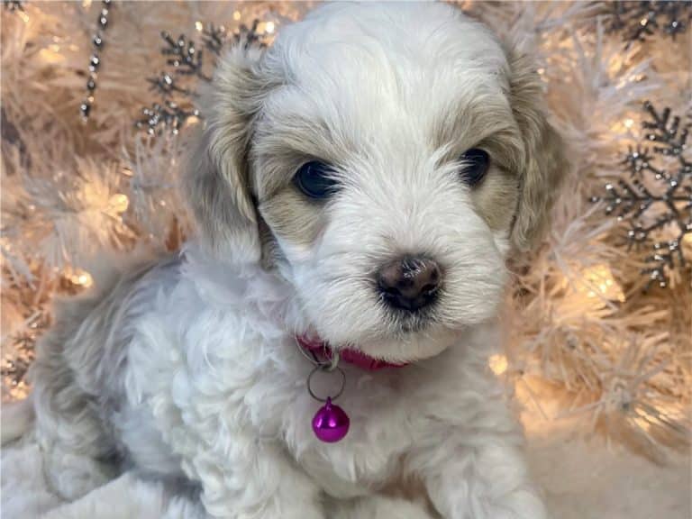 What is a Hava Tzu Poo?