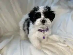 What Type of Diet is Suitable for a Havapoo? Feeding Tips for a Healthy Pup ?️?