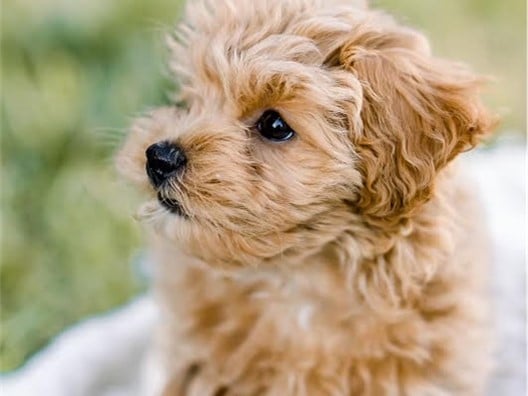 Are Havapoos Prone to Dental Issues?