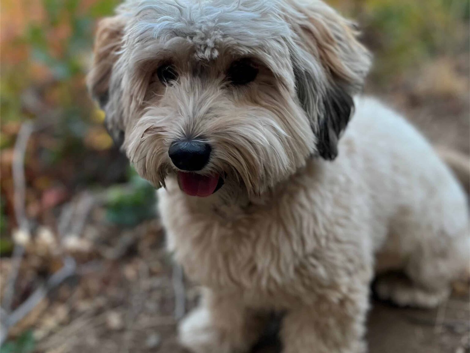 are havapoos prone to seasonal allergies