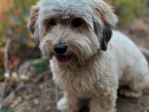 Are Havapoos Prone to Seasonal Allergies?