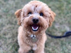 Are Havapoos Prone to Specific Health Problems?