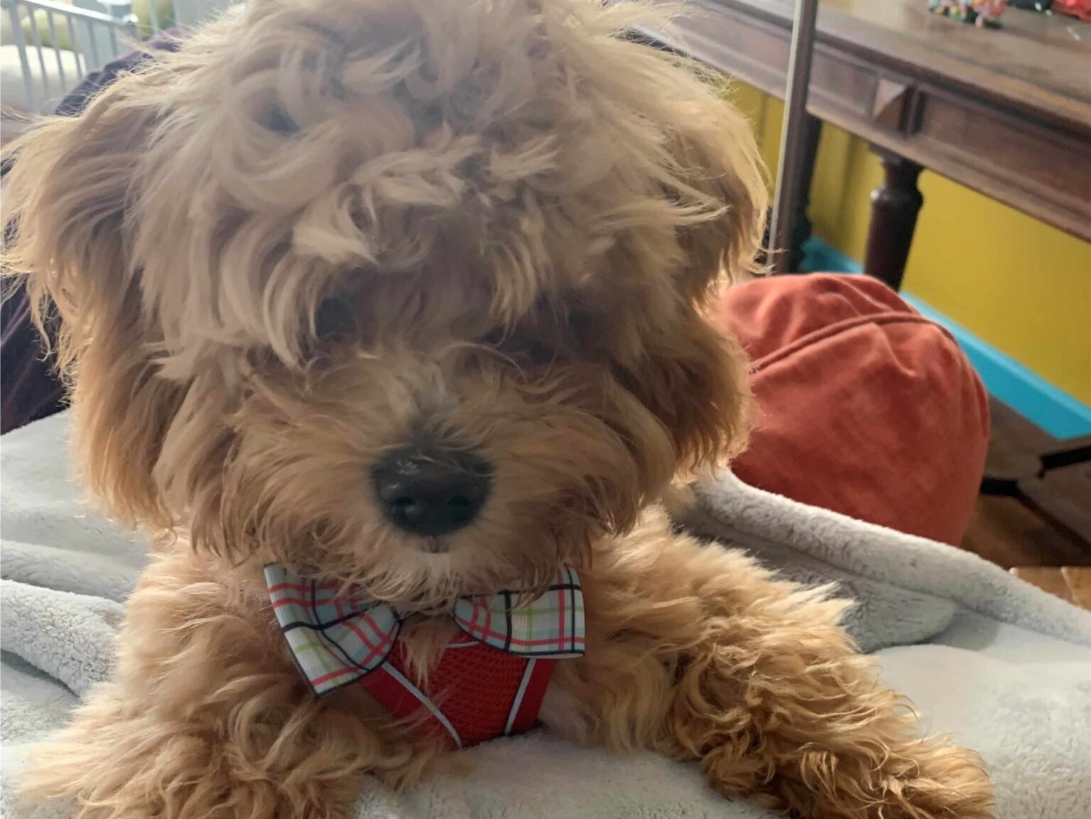 can havapoos adapt to apartment living