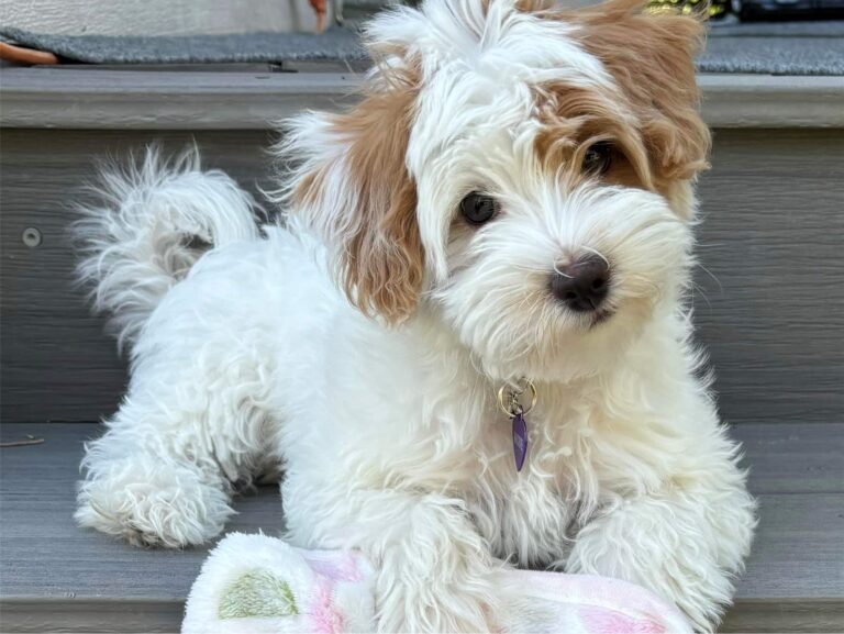 do havapoos have any special dietary restrictions