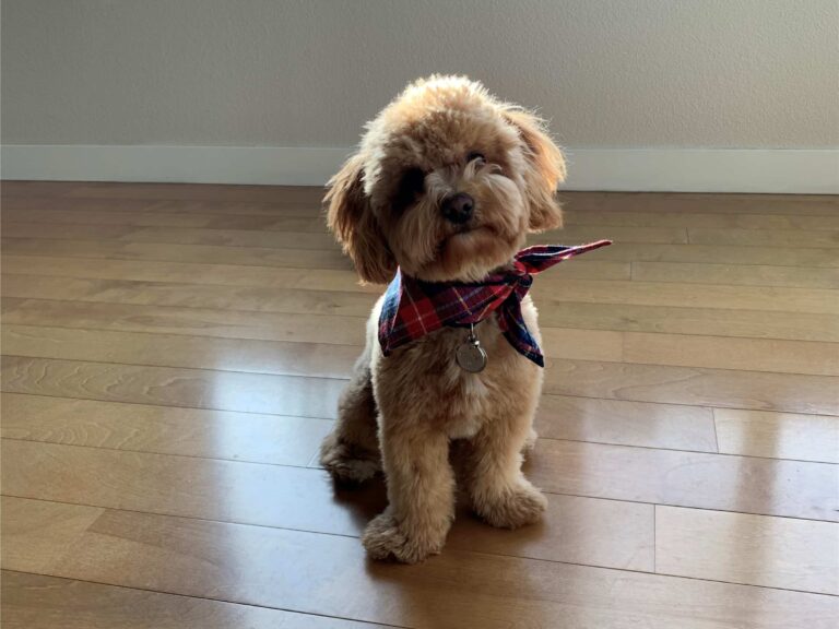 Do Havapoos Have Sensitive Stomachs?