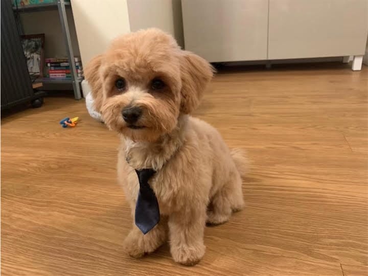 do havapoos need professional grooming