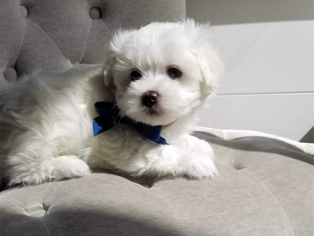 Do Havapoos Shed a Lot?