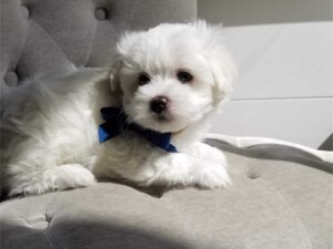 Do Havapoos Shed a Lot?