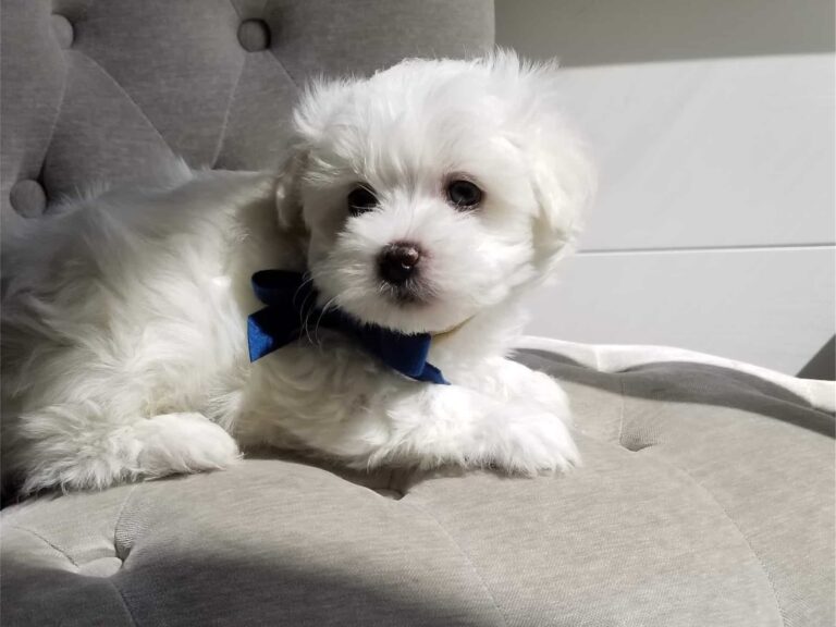 Do Havapoos Shed a Lot?