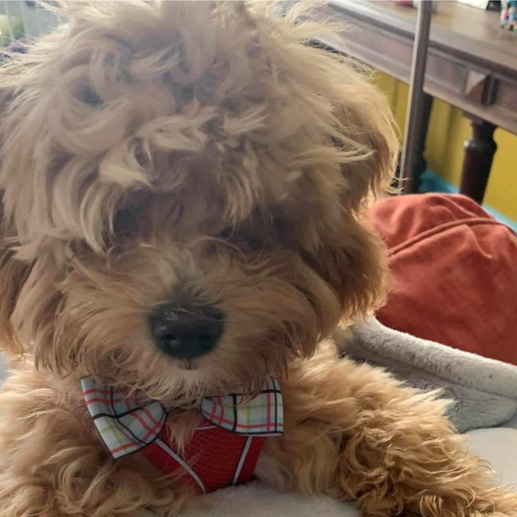 Do Havapoos Have Separation Anxiety?